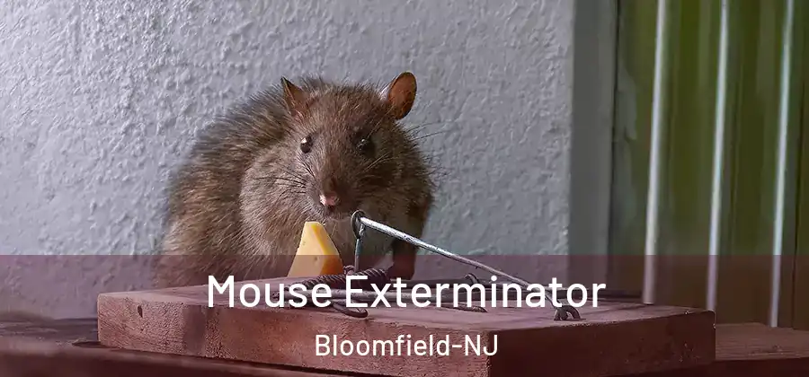Mouse Exterminator Bloomfield-NJ