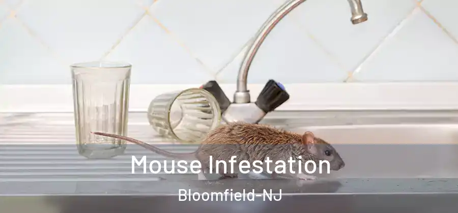 Mouse Infestation Bloomfield-NJ