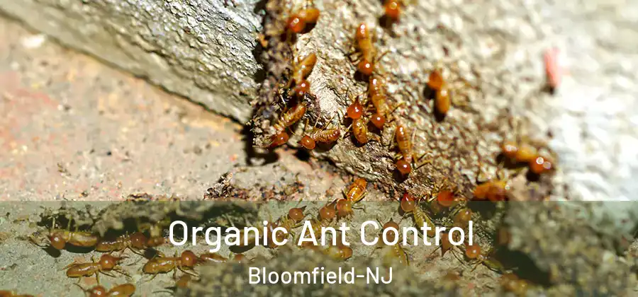 Organic Ant Control Bloomfield-NJ