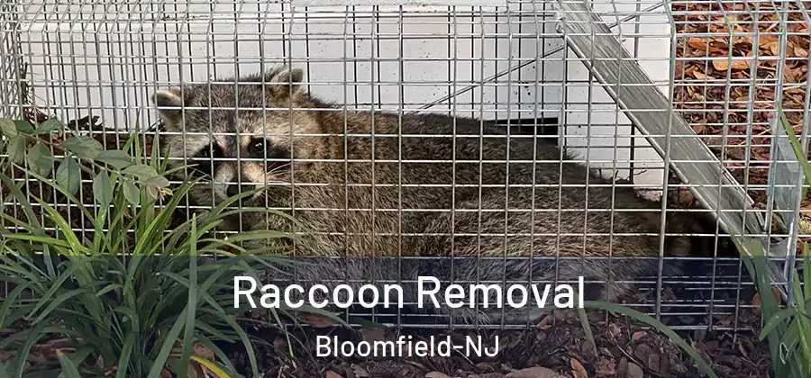 Raccoon Removal Bloomfield-NJ