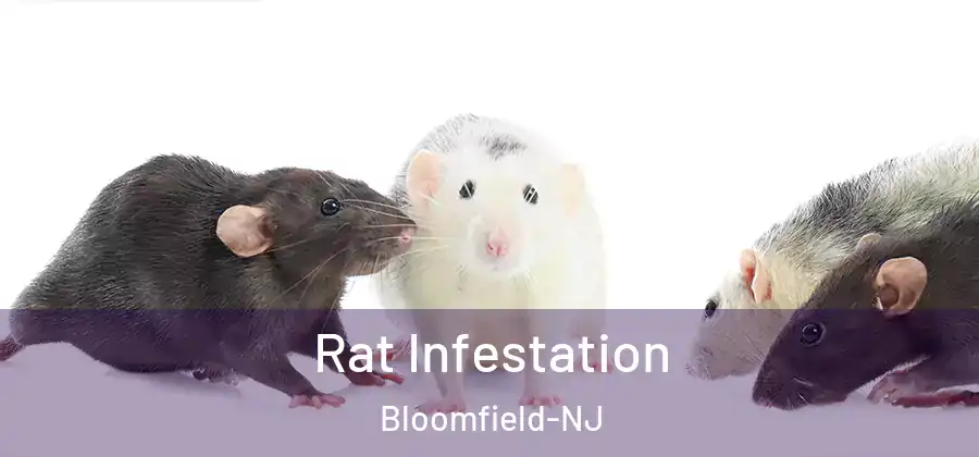 Rat Infestation Bloomfield-NJ