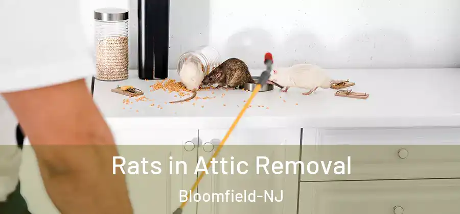  Rats in Attic Removal Bloomfield-NJ