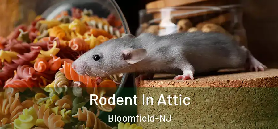 Rodent In Attic Bloomfield-NJ