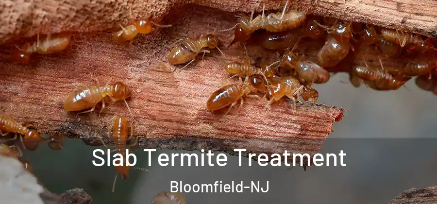Slab Termite Treatment Bloomfield-NJ