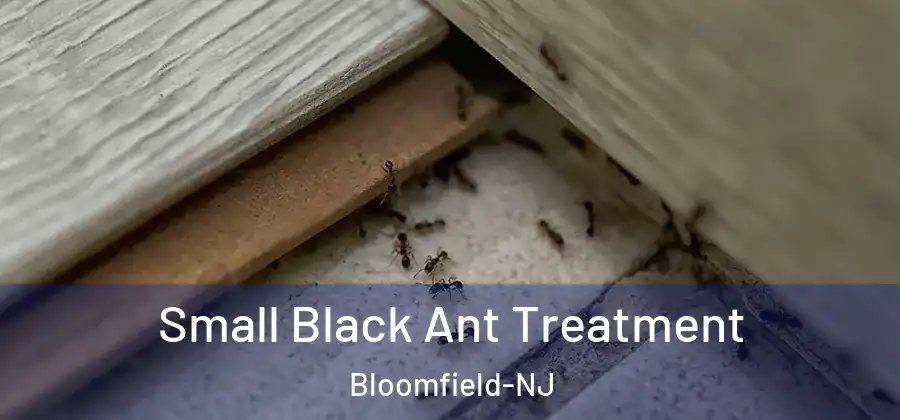 Small Black Ant Treatment Bloomfield-NJ