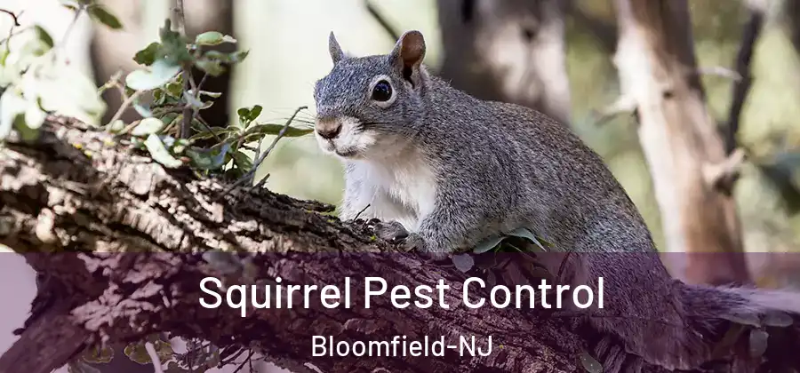 Squirrel Pest Control Bloomfield-NJ