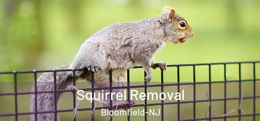 Squirrel Removal Bloomfield-NJ
