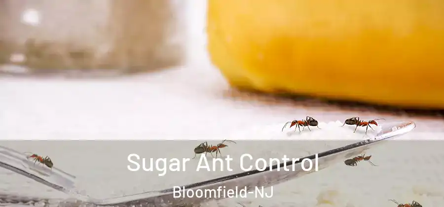 Sugar Ant Control Bloomfield-NJ