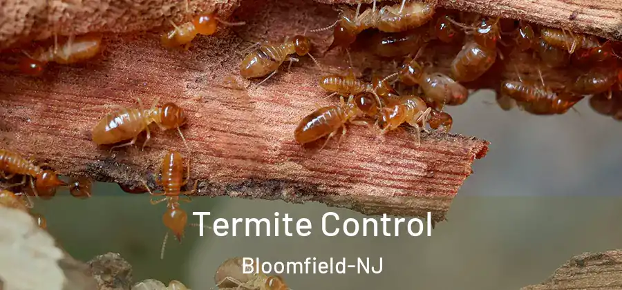 Termite Control Bloomfield-NJ
