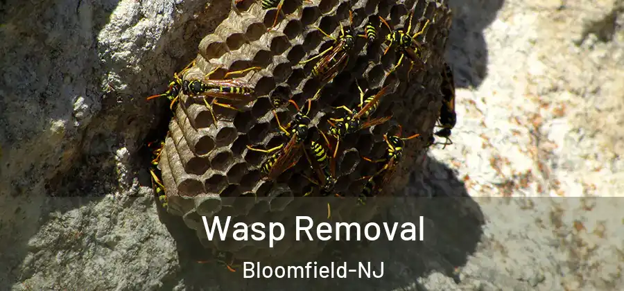 Wasp Removal Bloomfield-NJ