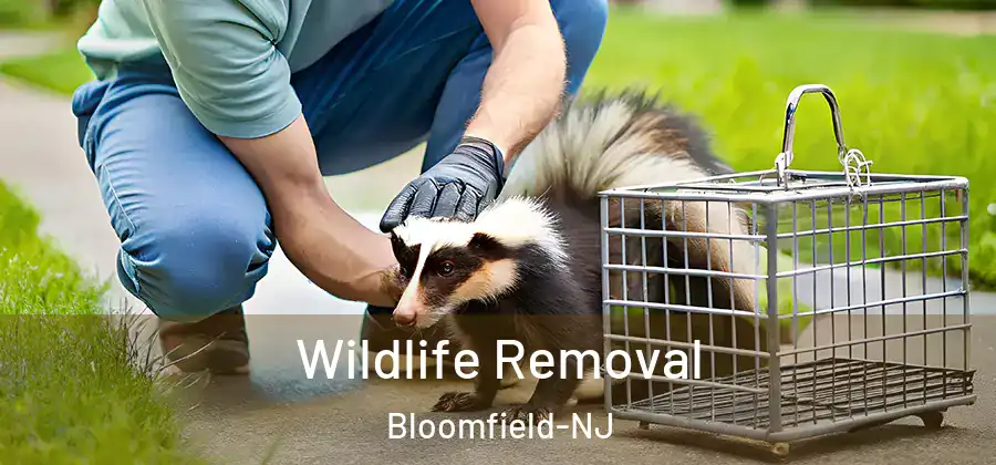 Wildlife Removal Bloomfield-NJ