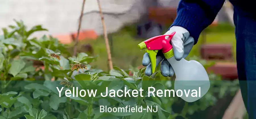 Yellow Jacket Removal Bloomfield-NJ